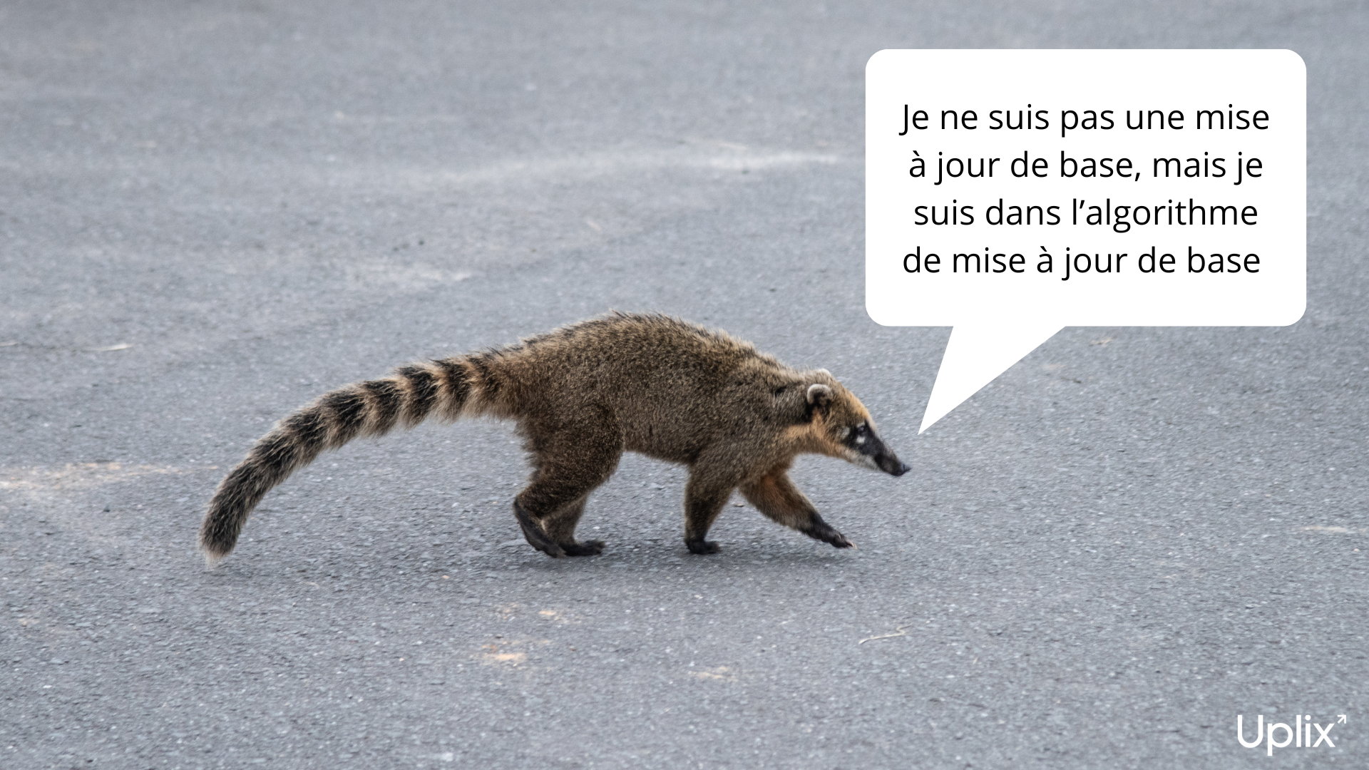 Google Coati